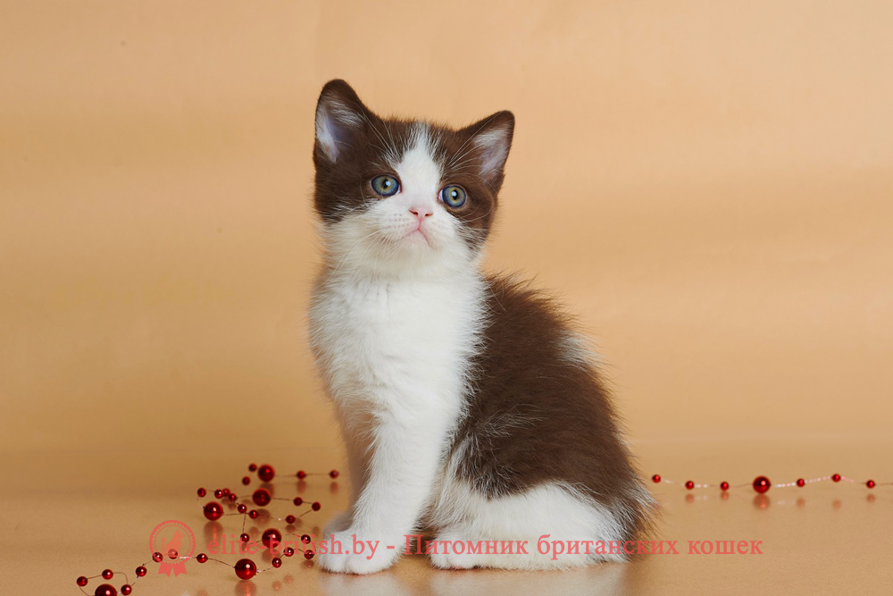 Британский котенок шоколадного биколор окраса, мальчик Fighter (Файтер), помет от 20.02.2025 шоколадные британцы фото, британские кошки шоколадного окраса фото, британские шоколадные котята фото, британские кошки шоколадный окрас, шоколадный британец, британская шоколадная кошка фото, британский шоколадный кот фото, купить британского котенка шоколадного окраса, котенок британец шоколадный? биколор британец, биколор британец, британские котята биколор фото, британцы биколор фото