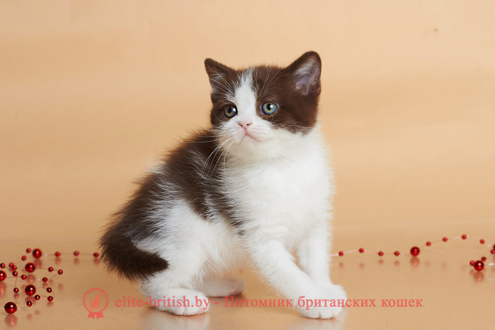 Британский котенок шоколадного биколор окраса, мальчик Fighter (Файтер), помет от 20.02.2025 шоколадные британцы фото, британские кошки шоколадного окраса фото, британские шоколадные котята фото, британские кошки шоколадный окрас, шоколадный британец, британская шоколадная кошка фото, британский шоколадный кот фото, купить британского котенка шоколадного окраса, котенок британец шоколадный? биколор британец, биколор британец, британские котята биколор фото, британцы биколор фото