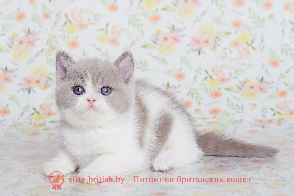 Британский котенок лилового биколор окраса, девочка Fawna (Фавна), помет от 20.02.2025 лиловый британец, британец лиловый фото, фото лиловых британцев, британский лиловый котенок, британские коты лилового окраса фото, фото лиловых британских котят, британские котята фото лиловые, британская кошка фото лиловая, фото лиловой британской кошки, британские котята лилового окраса фото, лиловая британская кошка, британский лиловый кот фото, британские котята лилового окраса, лиловый окрас британских кошек фото, лиловый британский кот, кот британец лиловый фото, лиловый окрас британских кошек, британцы лилового окраса, британец лилового цвета, британец лилового окраса фото, лиловые британцы вислоухие фото, британская короткошерстная кошка лиловая, биколор британец, биколор британец, британские котята биколор фото, британцы биколор фото