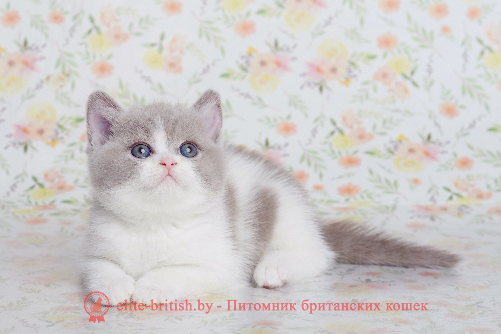 Британский котенок лилового биколор окраса, девочка Fawna (Фавна), помет от 20.02.2025 лиловый британец, британец лиловый фото, фото лиловых британцев, британский лиловый котенок, британские коты лилового окраса фото, фото лиловых британских котят, британские котята фото лиловые, британская кошка фото лиловая, фото лиловой британской кошки, британские котята лилового окраса фото, лиловая британская кошка, британский лиловый кот фото, британские котята лилового окраса, лиловый окрас британских кошек фото, лиловый британский кот, кот британец лиловый фото, лиловый окрас британских кошек, британцы лилового окраса, британец лилового цвета, британец лилового окраса фото, лиловые британцы вислоухие фото, британская короткошерстная кошка лиловая, биколор британец, биколор британец, британские котята биколор фото, британцы биколор фото