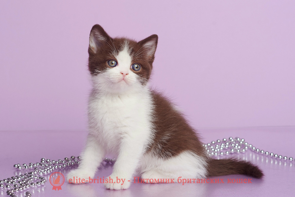 Британский котенок шоколадного биколор окраса, мальчик Fighter (Файтер), помет от 20.02.2025 шоколадные британцы фото, британские кошки шоколадного окраса фото, британские шоколадные котята фото, британские кошки шоколадный окрас, шоколадный британец, британская шоколадная кошка фото, британский шоколадный кот фото, купить британского котенка шоколадного окраса, котенок британец шоколадный? биколор британец, биколор британец, британские котята биколор фото, британцы биколор фото