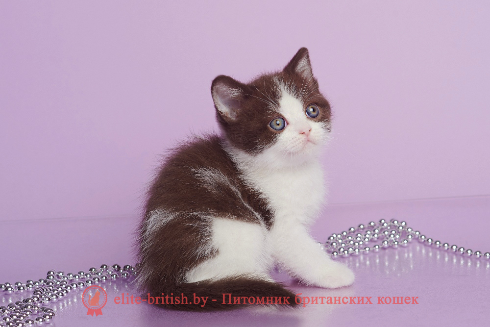 Британский котенок шоколадного биколор окраса, мальчик Fighter (Файтер), помет от 20.02.2025 шоколадные британцы фото, британские кошки шоколадного окраса фото, британские шоколадные котята фото, британские кошки шоколадный окрас, шоколадный британец, британская шоколадная кошка фото, британский шоколадный кот фото, купить британского котенка шоколадного окраса, котенок британец шоколадный? биколор британец, биколор британец, британские котята биколор фото, британцы биколор фото
