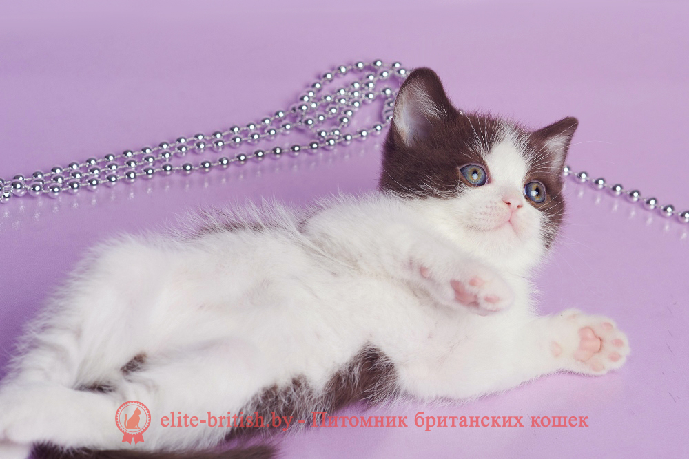 Британский котенок шоколадного биколор окраса, мальчик Fighter (Файтер), помет от 20.02.2025 шоколадные британцы фото, британские кошки шоколадного окраса фото, британские шоколадные котята фото, британские кошки шоколадный окрас, шоколадный британец, британская шоколадная кошка фото, британский шоколадный кот фото, купить британского котенка шоколадного окраса, котенок британец шоколадный? биколор британец, биколор британец, британские котята биколор фото, британцы биколор фото