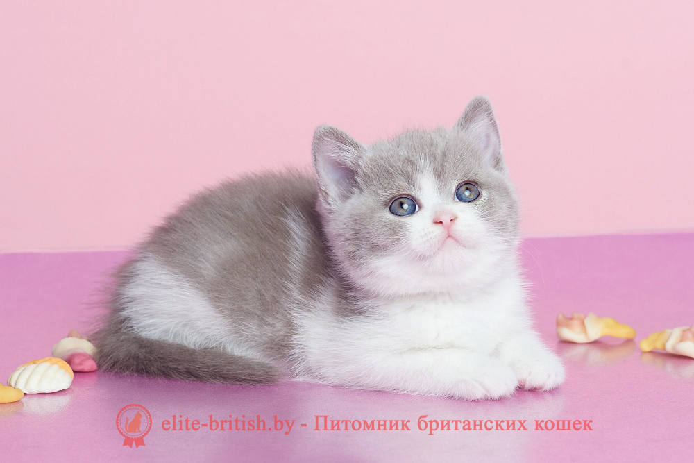 Британский котенок лилового биколор окраса, девочка Fawna (Фавна), помет от 20.02.2025 лиловый британец, британец лиловый фото, фото лиловых британцев, британский лиловый котенок, британские коты лилового окраса фото, фото лиловых британских котят, британские котята фото лиловые, британская кошка фото лиловая, фото лиловой британской кошки, британские котята лилового окраса фото, лиловая британская кошка, британский лиловый кот фото, британские котята лилового окраса, лиловый окрас британских кошек фото, лиловый британский кот, кот британец лиловый фото, лиловый окрас британских кошек, британцы лилового окраса, британец лилового цвета, британец лилового окраса фото, лиловые британцы вислоухие фото, британская короткошерстная кошка лиловая, биколор британец, биколор британец, британские котята биколор фото, британцы биколор фото