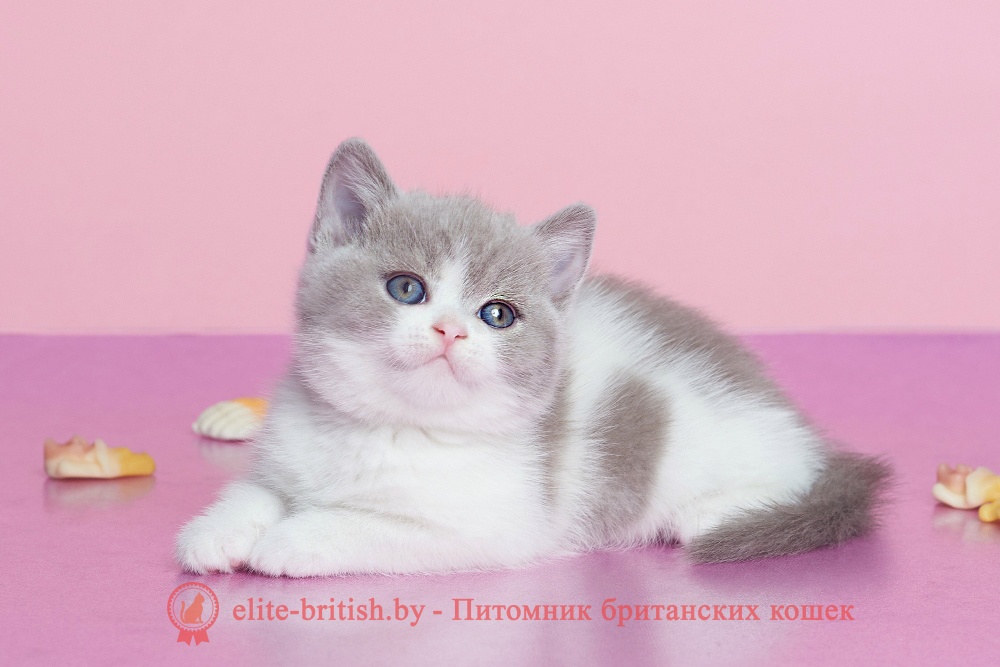 Британский котенок лилового биколор окраса, девочка Fawna (Фавна), помет от 20.02.2025 лиловый британец, британец лиловый фото, фото лиловых британцев, британский лиловый котенок, британские коты лилового окраса фото, фото лиловых британских котят, британские котята фото лиловые, британская кошка фото лиловая, фото лиловой британской кошки, британские котята лилового окраса фото, лиловая британская кошка, британский лиловый кот фото, британские котята лилового окраса, лиловый окрас британских кошек фото, лиловый британский кот, кот британец лиловый фото, лиловый окрас британских кошек, британцы лилового окраса, британец лилового цвета, британец лилового окраса фото, лиловые британцы вислоухие фото, британская короткошерстная кошка лиловая, биколор британец, биколор британец, британские котята биколор фото, британцы биколор фото