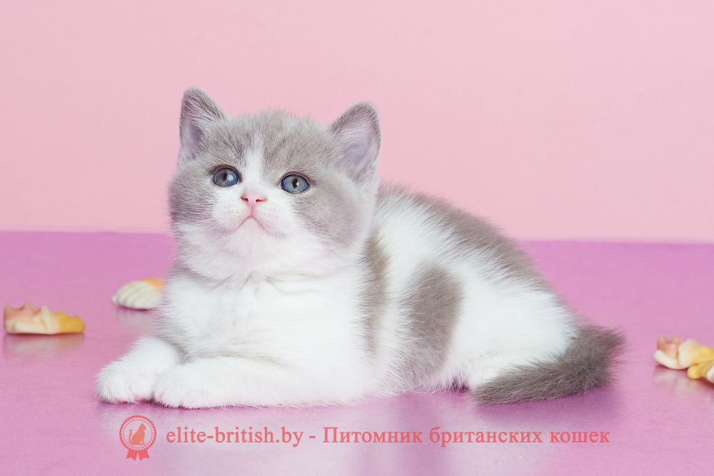 Британский котенок лилового биколор окраса, девочка Fawna (Фавна), помет от 20.02.2025 лиловый британец, британец лиловый фото, фото лиловых британцев, британский лиловый котенок, британские коты лилового окраса фото, фото лиловых британских котят, британские котята фото лиловые, британская кошка фото лиловая, фото лиловой британской кошки, британские котята лилового окраса фото, лиловая британская кошка, британский лиловый кот фото, британские котята лилового окраса, лиловый окрас британских кошек фото, лиловый британский кот, кот британец лиловый фото, лиловый окрас британских кошек, британцы лилового окраса, британец лилового цвета, британец лилового окраса фото, лиловые британцы вислоухие фото, британская короткошерстная кошка лиловая, биколор британец, биколор британец, британские котята биколор фото, британцы биколор фото