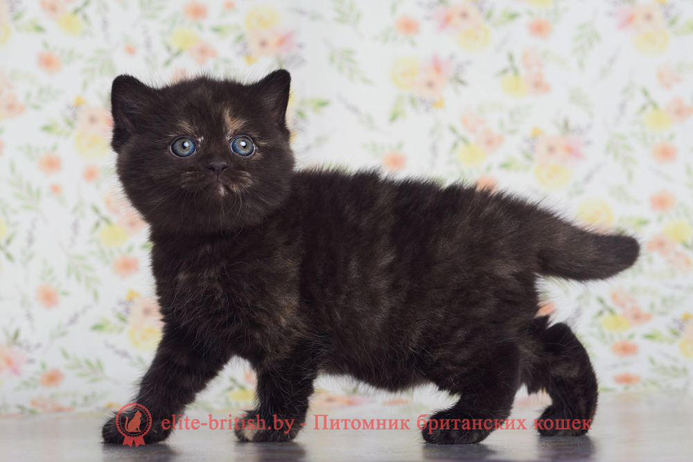 Британский котенок черный черепаховый окрас, девочка Lucky (Лаки), помет от 28.02.2025 британские котята черепахового окраса фото, черепаховый окрас британской кошки фото, черепаховый британец, британская черепаховая кошка фото, британцы черепахового окраса фото, кошки британские черепахового окраса, черепаховый британский кот, британские коты черепахового окраса, британская черепаховая кошка, британские черепаховые котята, британские котята черепахового окраса, британцы черепаховый окрас, черепаховые британцы фото, британские кошки черепахового окраса, британцы черепахового окраса, британская кошка черепаховый окрас фото, котята британские черепаховый окрас, британец черепахового окраса фото, британские котята черепахового окраса фото, британская кошка черепаший окрас, британский кот черепахового окраса