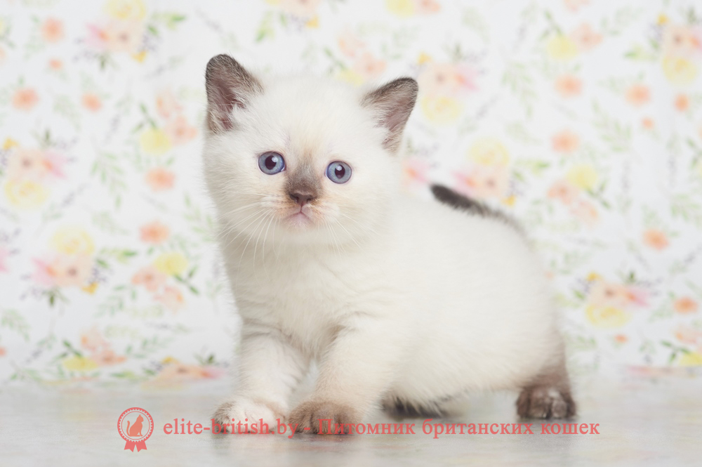 Британский котенок пойнт окраса, девочка Leila (Лейла), помет от 28.02.2025 британский кот блю поинт, британец колор поинт, британская кошка поинт колор, ританский кот поинт, британские котята поинт, британские котята блю поинт, ританские котята колор поинт, блю поинт британец, британцы лилак поинт, британец поинт, британские котята сил поинт, британские кошки блю поинт, британские котята окраса блю поинт, британец блю поинт фото, британец колор поинт фото, британская кошка колор поинт фото, блю пойнт британские кошки, британские кошки колор пойнт, блю пойнт британские котята, блю пойнт британцы, колор пойнт британец, кот британский колор пойнт, британские котята колор пойнт