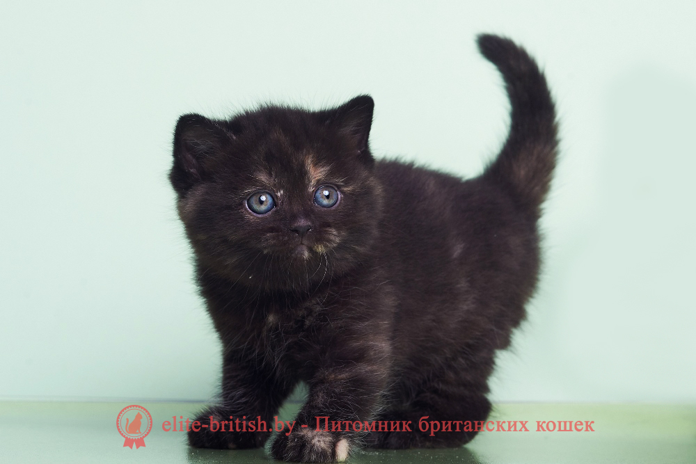 Британский котенок черный черепаховый окрас, девочка Lucky (Лаки), помет от 28.02.2025 британские котята черепахового окраса фото, черепаховый окрас британской кошки фото, черепаховый британец, британская черепаховая кошка фото, британцы черепахового окраса фото, кошки британские черепахового окраса, черепаховый британский кот, британские коты черепахового окраса, британская черепаховая кошка, британские черепаховые котята, британские котята черепахового окраса, британцы черепаховый окрас, черепаховые британцы фото, британские кошки черепахового окраса, британцы черепахового окраса, британская кошка черепаховый окрас фото, котята британские черепаховый окрас, британец черепахового окраса фото, британские котята черепахового окраса фото, британская кошка черепаший окрас, британский кот черепахового окраса