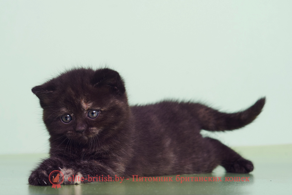 Британский котенок черный черепаховый окрас, девочка Lucky (Лаки), помет от 28.02.2025 британские котята черепахового окраса фото, черепаховый окрас британской кошки фото, черепаховый британец, британская черепаховая кошка фото, британцы черепахового окраса фото, кошки британские черепахового окраса, черепаховый британский кот, британские коты черепахового окраса, британская черепаховая кошка, британские черепаховые котята, британские котята черепахового окраса, британцы черепаховый окрас, черепаховые британцы фото, британские кошки черепахового окраса, британцы черепахового окраса, британская кошка черепаховый окрас фото, котята британские черепаховый окрас, британец черепахового окраса фото, британские котята черепахового окраса фото, британская кошка черепаший окрас, британский кот черепахового окраса
