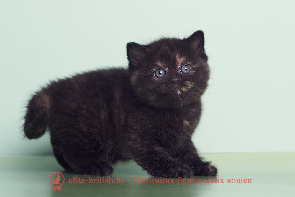 Британский котенок черный черепаховый окрас, девочка Lucky (Лаки), помет от 28.02.2025 британские котята черепахового окраса фото, черепаховый окрас британской кошки фото, черепаховый британец, британская черепаховая кошка фото, британцы черепахового окраса фото, кошки британские черепахового окраса, черепаховый британский кот, британские коты черепахового окраса, британская черепаховая кошка, британские черепаховые котята, британские котята черепахового окраса, британцы черепаховый окрас, черепаховые британцы фото, британские кошки черепахового окраса, британцы черепахового окраса, британская кошка черепаховый окрас фото, котята британские черепаховый окрас, британец черепахового окраса фото, британские котята черепахового окраса фото, британская кошка черепаший окрас, британский кот черепахового окраса