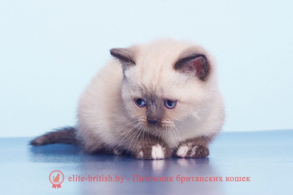 Британский котенок пойнт окраса, девочка Lulu (Лулу), помет от 28.02.2025 британский кот блю поинт, британец колор поинт, британская кошка поинт колор, ританский кот поинт, британские котята поинт, британские котята блю поинт, ританские котята колор поинт, блю поинт британец, британцы лилак поинт, британец поинт, британские котята сил поинт, британские кошки блю поинт, британские котята окраса блю поинт, британец блю поинт фото, британец колор поинт фото, британская кошка колор поинт фото, блю пойнт британские кошки, британские кошки колор пойнт, блю пойнт британские котята, блю пойнт британцы, колор пойнт британец, кот британский колор пойнт, британские котята колор пойнт