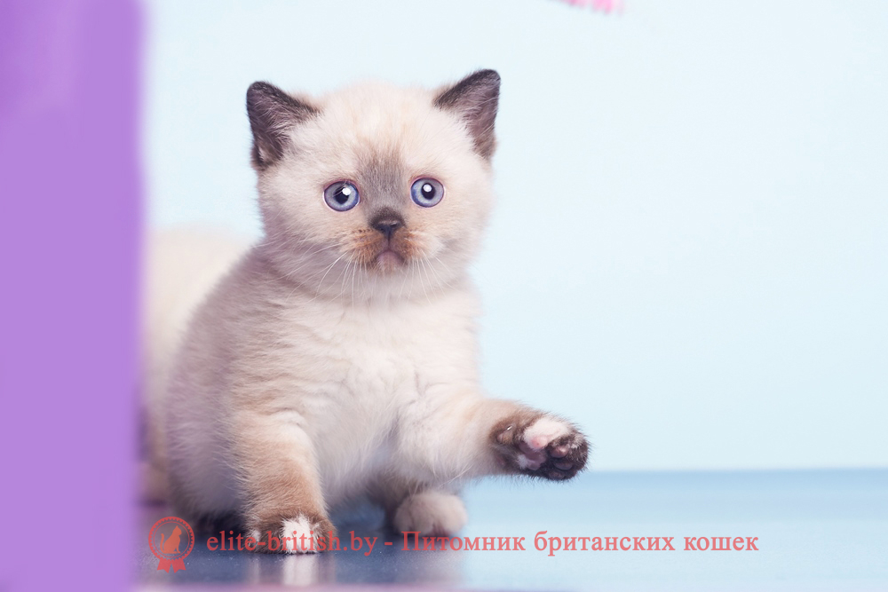 Британский котенок пойнт окраса, девочка Lulu (Лулу), помет от 28.02.2025 британский кот блю поинт, британец колор поинт, британская кошка поинт колор, ританский кот поинт, британские котята поинт, британские котята блю поинт, ританские котята колор поинт, блю поинт британец, британцы лилак поинт, британец поинт, британские котята сил поинт, британские кошки блю поинт, британские котята окраса блю поинт, британец блю поинт фото, британец колор поинт фото, британская кошка колор поинт фото, блю пойнт британские кошки, британские кошки колор пойнт, блю пойнт британские котята, блю пойнт британцы, колор пойнт британец, кот британский колор пойнт, британские котята колор пойнт