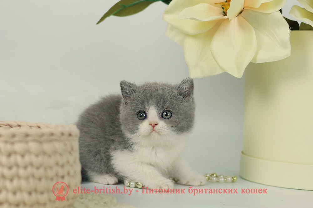 Британский котенок голубой биколор окраса, мальчик, помет от 2.03.2025 голубой биколор британская кошка, кот британский голубой биколор, британский котенок голубой биколор, голубой биколор британец, голубой биколор британец, британские котята биколор фото, британцы биколор фото, купить британского котенка, купить британца, британец голубой фото, голубые британцы фото, британский кошки голубой, британская голубая кошка, британская голубая кошка фото, британской голубой кошки фото, кот британский голубой, коты британские голубые, голубые британские котята фото, британский голубой котенок фото, британский голубой кот фото, фото британского голубого кота, окрас британских котят голубой фото, британские котята голубого окраса фото, британцы коты фото голубые