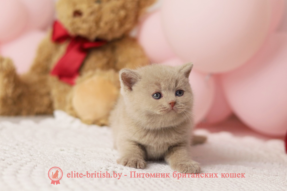 Британский котенок фавн окраса, мальчик Simon (Саймон), помет от 16.02.2025 британская кошка фавн, британский кот фавн, британцы фавн, окрас фавн британских кошек, британская кошка фавн, британский кот фавн, британцы фавн, окрас фавн британских кошек, ЦИННАМОН британский короткошерстный котенок цвета корицы, британские котята цвета корицы, британский короткошерстный котенок цвета корицы