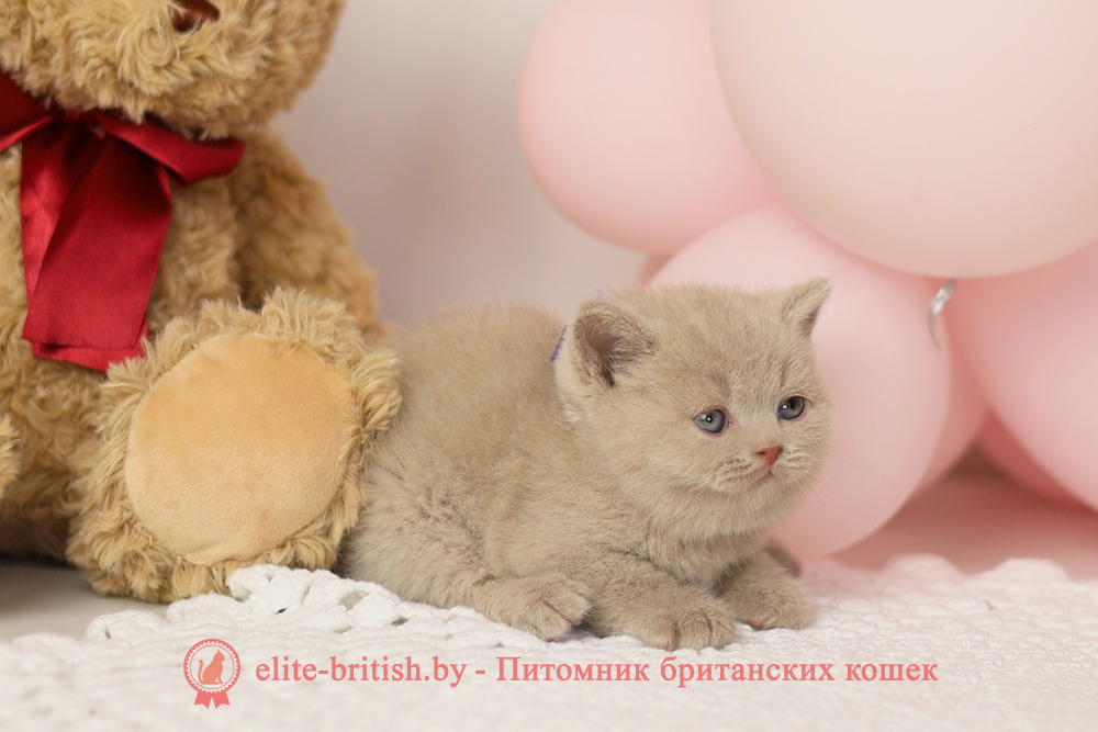 Британский котенок фавн окраса, мальчик Simon (Саймон), помет от 16.02.2025 британская кошка фавн, британский кот фавн, британцы фавн, окрас фавн британских кошек, британская кошка фавн, британский кот фавн, британцы фавн, окрас фавн британских кошек, ЦИННАМОН британский короткошерстный котенок цвета корицы, британские котята цвета корицы, британский короткошерстный котенок цвета корицы