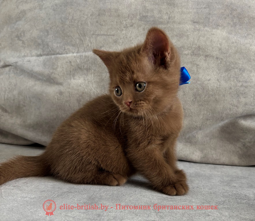 Британский котенок циннамон окраса, мальчик Teddy (Тедди), помет от 19.02.2025 циннамон британская кошка, кот британский циннамон , британский котенок циннамон , шоколадный ван британец, циннамон британец, британские котята циннамон фото, британцы циннамон фото, циннамон британская кошка, кот британский циннамон, британский котенок , циннамон британец, британец, британские котята фото, британцы фото
