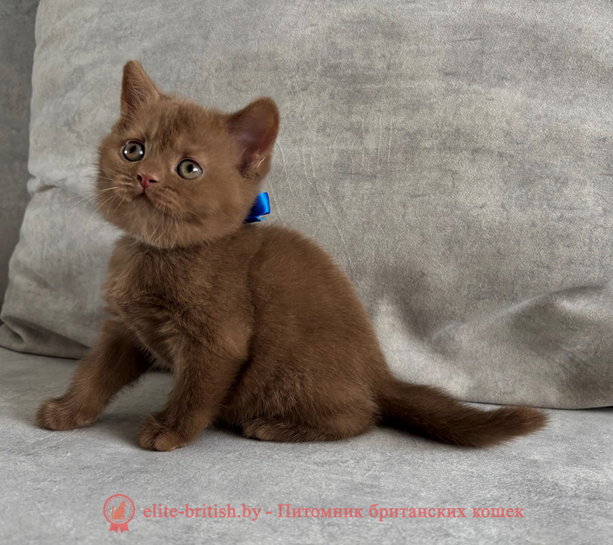 Британский котенок циннамон окраса, мальчик Teddy (Тедди), помет от 19.02.2025 циннамон британская кошка, кот британский циннамон , британский котенок циннамон , шоколадный ван британец, циннамон британец, британские котята циннамон фото, британцы циннамон фото, циннамон британская кошка, кот британский циннамон, британский котенок , циннамон британец, британец, британские котята фото, британцы фото