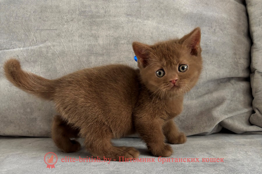 Британский котенок циннамон окраса, мальчик Teddy (Тедди), помет от 19.02.2025 циннамон британская кошка, кот британский циннамон , британский котенок циннамон , шоколадный ван британец, циннамон британец, британские котята циннамон фото, британцы циннамон фото, циннамон британская кошка, кот британский циннамон, британский котенок , циннамон британец, британец, британские котята фото, британцы фото