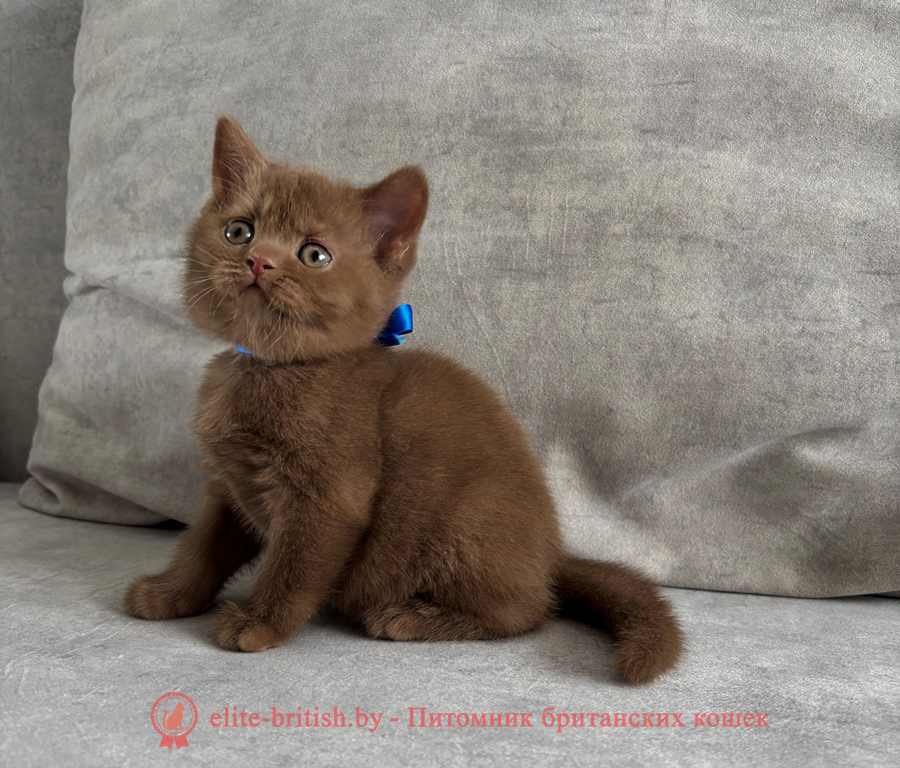 Британский котенок циннамон окраса, мальчик Teddy (Тедди), помет от 19.02.2025 циннамон британская кошка, кот британский циннамон , британский котенок циннамон , шоколадный ван британец, циннамон британец, британские котята циннамон фото, британцы циннамон фото, циннамон британская кошка, кот британский циннамон, британский котенок , циннамон британец, британец, британские котята фото, британцы фото