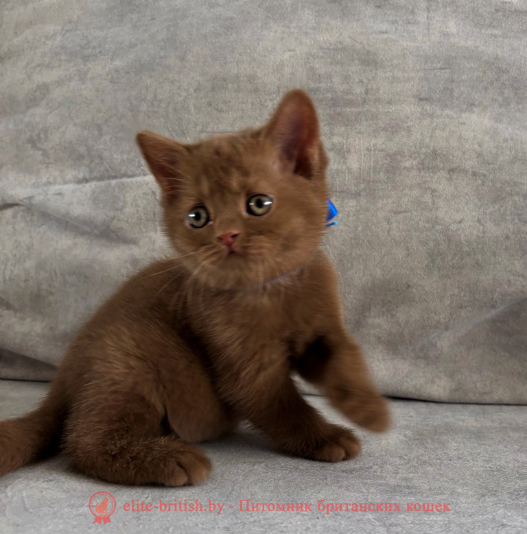 Британский котенок циннамон окраса, мальчик Teddy (Тедди), помет от 19.02.2025 циннамон британская кошка, кот британский циннамон , британский котенок циннамон , шоколадный ван британец, циннамон британец, британские котята циннамон фото, британцы циннамон фото, циннамон британская кошка, кот британский циннамон, британский котенок , циннамон британец, британец, британские котята фото, британцы фото
