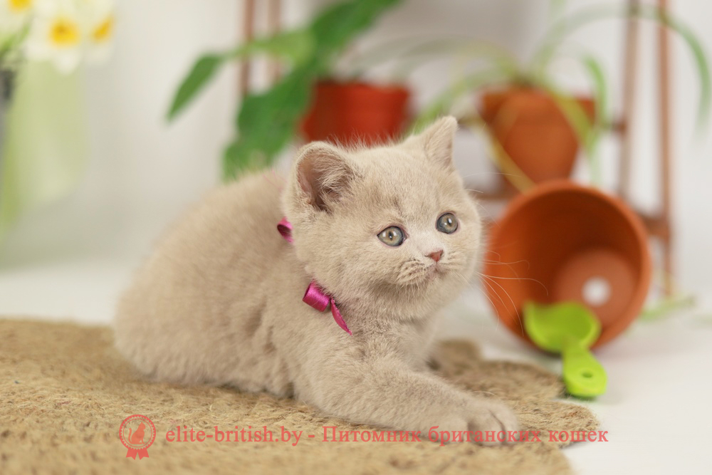 Британский котенок фавн окраса, девочка Sonya (Соня), помет от 16.02.2025 британская кошка фавн, британский кот фавн, британцы фавн, окрас фавн британских кошек, британская кошка фавн, британский кот фавн, британцы фавн, окрас фавн британских кошек, ЦИННАМОН британский короткошерстный котенок цвета корицы, британские котята цвета корицы, британский короткошерстный котенок цвета корицы