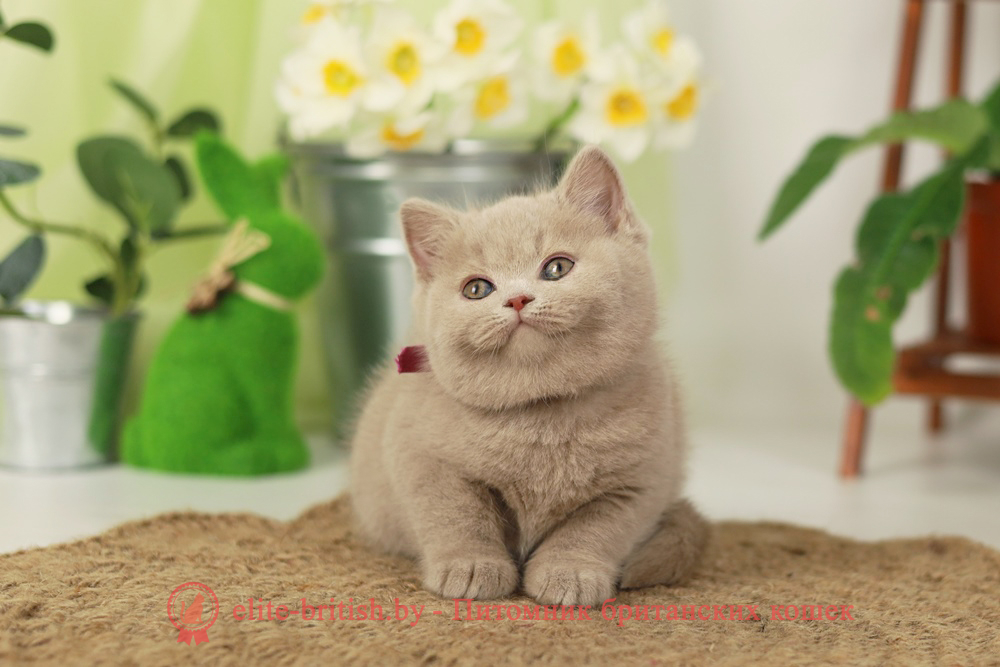 Британский котенок фавн окраса, девочка Sonya (Соня), помет от 16.02.2025 британская кошка фавн, британский кот фавн, британцы фавн, окрас фавн британских кошек, британская кошка фавн, британский кот фавн, британцы фавн, окрас фавн британских кошек, ЦИННАМОН британский короткошерстный котенок цвета корицы, британские котята цвета корицы, британский короткошерстный котенок цвета корицы