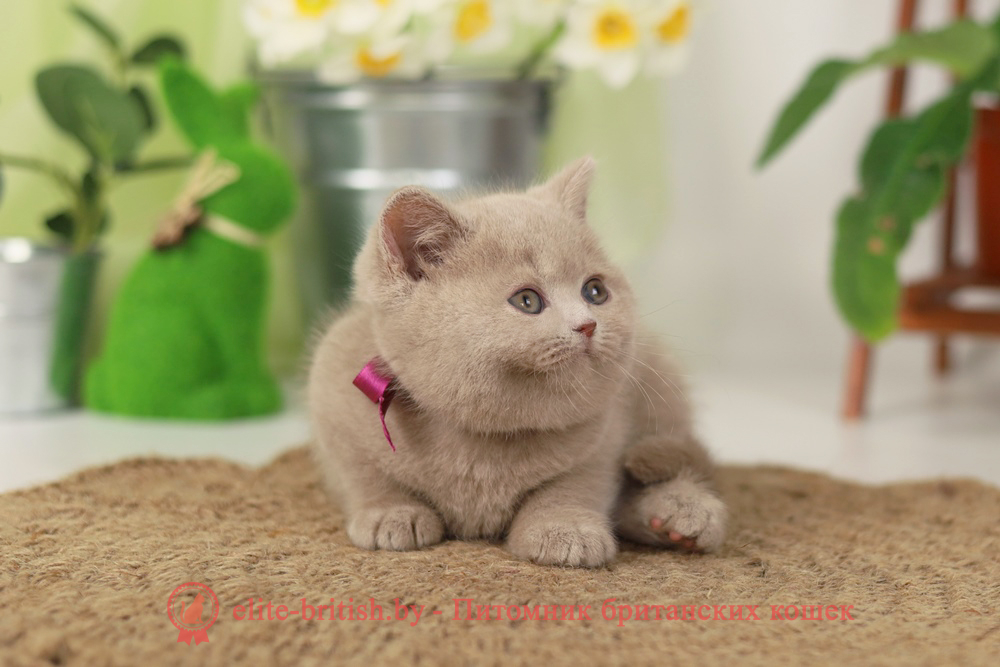 Британский котенок фавн окраса, девочка Sonya (Соня), помет от 16.02.2025 британская кошка фавн, британский кот фавн, британцы фавн, окрас фавн британских кошек, британская кошка фавн, британский кот фавн, британцы фавн, окрас фавн британских кошек, ЦИННАМОН британский короткошерстный котенок цвета корицы, британские котята цвета корицы, британский короткошерстный котенок цвета корицы