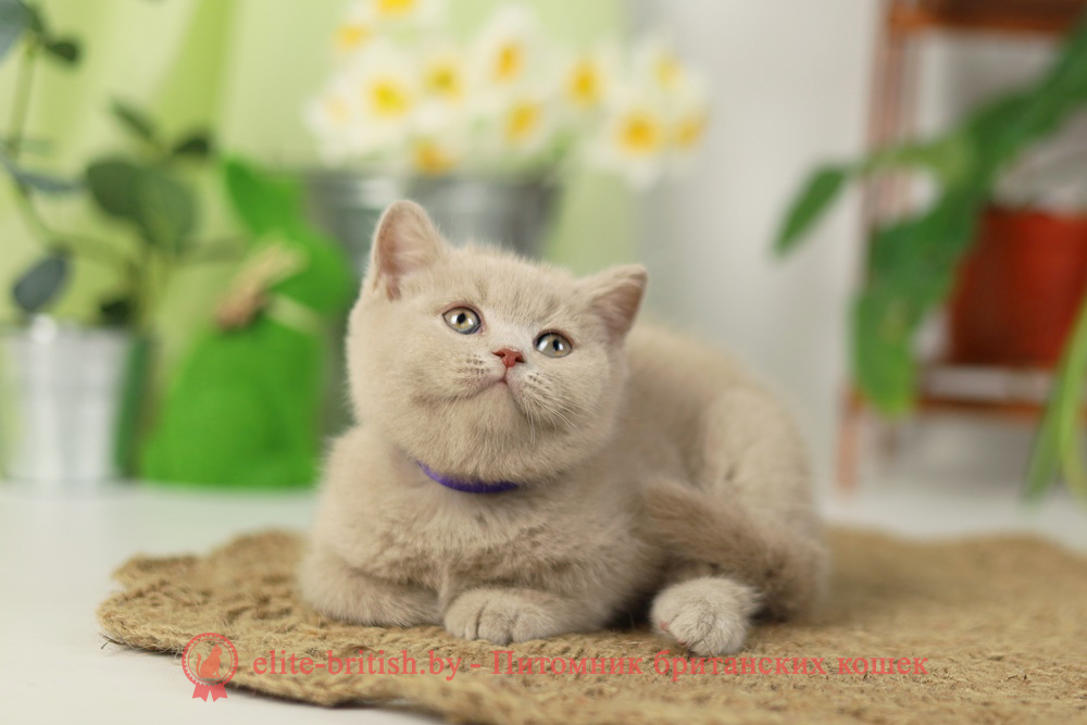 Британский котенок фавн окраса, мальчик Simon (Саймон), помет от 16.02.2025 британская кошка фавн, британский кот фавн, британцы фавн, окрас фавн британских кошек, британская кошка фавн, британский кот фавн, британцы фавн, окрас фавн британских кошек, ЦИННАМОН британский короткошерстный котенок цвета корицы, британские котята цвета корицы, британский короткошерстный котенок цвета корицы