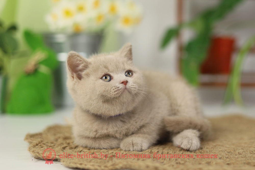 Британский котенок фавн окраса, мальчик Simon (Саймон), помет от 16.02.2025 британская кошка фавн, британский кот фавн, британцы фавн, окрас фавн британских кошек, британская кошка фавн, британский кот фавн, британцы фавн, окрас фавн британских кошек, ЦИННАМОН британский короткошерстный котенок цвета корицы, британские котята цвета корицы, британский короткошерстный котенок цвета корицы