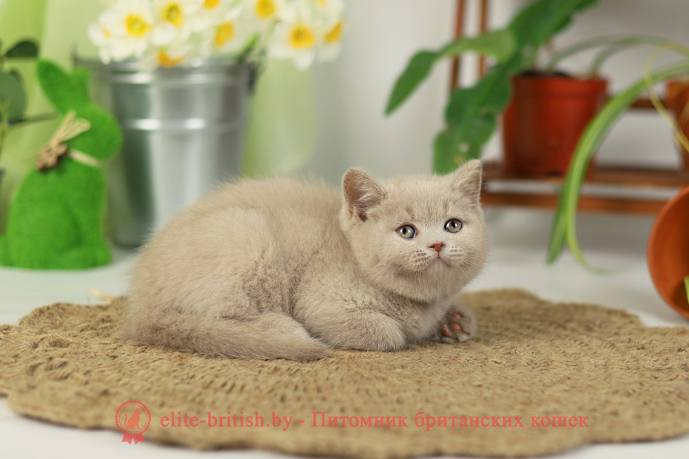 Британский котенок фавн окраса, мальчик Simon (Саймон), помет от 16.02.2025 британская кошка фавн, британский кот фавн, британцы фавн, окрас фавн британских кошек, британская кошка фавн, британский кот фавн, британцы фавн, окрас фавн британских кошек, ЦИННАМОН британский короткошерстный котенок цвета корицы, британские котята цвета корицы, британский короткошерстный котенок цвета корицы