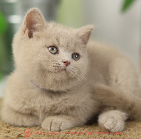 купить британского котенка, купить британца, циннамон британская кошка, кот британский циннамон , британский котенок циннамон , британская кошка фавн, британский кот фавн, британцы фавн, окрас фавн британских кошек, британская кошка фавн, британский кот фавн, британцы фавн, окрас фавн британских кошек, ЦИННАМОН британский короткошерстный котенок цвета корицы, британские котята цвета корицы, британский короткошерстный котенок цвета корицы