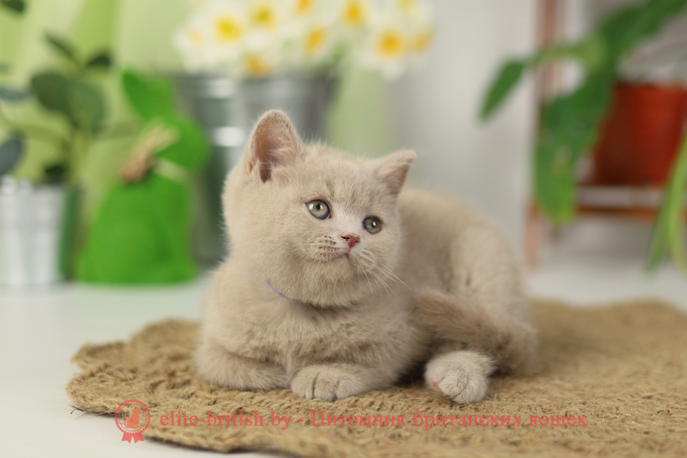 Британский котенок фавн окраса, мальчик Simon (Саймон), помет от 16.02.2025 британская кошка фавн, британский кот фавн, британцы фавн, окрас фавн британских кошек, британская кошка фавн, британский кот фавн, британцы фавн, окрас фавн британских кошек, ЦИННАМОН британский короткошерстный котенок цвета корицы, британские котята цвета корицы, британский короткошерстный котенок цвета корицы