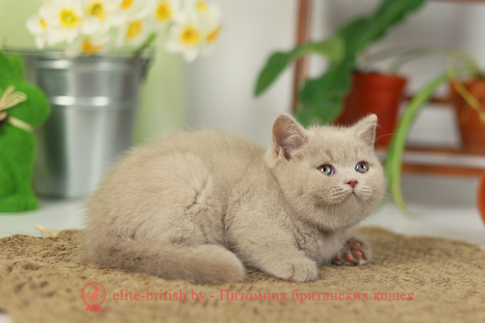 Британский котенок фавн окраса, девочка Sonya (Соня), помет от 16.02.2025 британская кошка фавн, британский кот фавн, британцы фавн, окрас фавн британских кошек, британская кошка фавн, британский кот фавн, британцы фавн, окрас фавн британских кошек, ЦИННАМОН британский короткошерстный котенок цвета корицы, британские котята цвета корицы, британский короткошерстный котенок цвета корицы