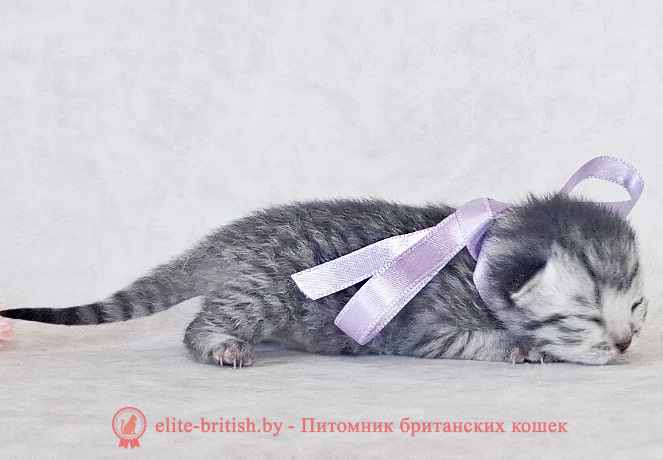 купить британского котенка, купить британца, британский кот мраморный, мраморный британец, мраморный окрас британских котят, британский кот мраморного окраса, мраморный окрас британской кошки, британец мраморного окраса, котята британцы мраморный окрас, мраморный окрас британских котят, серебристый мраморный британец, британская мраморная кошка характер, британский кот мраморного окраса, британец голубой мрамор, британец черный мрамор на серебре, красный мраморный британец, британская мраморная кошка, мраморный окрас британской кошки, британские кошки черный мрамор, мраморная британская короткошерстная кошка, британские кошки мрамор на серебре, британский кот черный мрамор, британский кот мрамор на серебре, британский мраморный котенок, британские котята мрамор, британские котята мрамор на серебре, британский котенок черный мрамор, британец мрамор, британец мрамор на серебре, британец мраморный кот