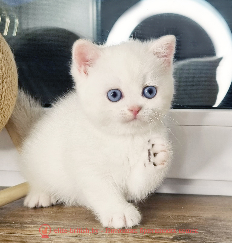Британский котенок окраса золотая шиншилла пойнт, мальчик Alvin (Элвин), помет от 28.03.2025 британский кот шиншилла поинт, британец шиншилла поинт, британская кошка шиншилла пойнт, британский золотая шиншилла поинт, британские котята поинт, британские котята золотая шиншилла поинт, британские котята колор поинт, золотая шиншилла поинт британец, британцы золотая шиншилла поинт, британец поинт, британские котята сил поинт, британские кошки золотая шиншилла поинт, британские котята окраса золотая шиншилла поинт, британец золотая шиншилла поинт фото, британец колор поинт фото, британская кошка колор поинт фото, золотая шиншилла пойнт британские кошки, британские кошки колор пойнт, блю пойнт британские котята, блю пойнт британцы, колор пойнт британец, кот британский колор пойнт, британские котята колор пойнт