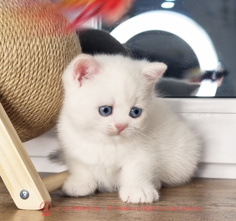 Британский котенок окраса золотая шиншилла пойнт, мальчик Alvin (Элвин), помет от 28.03.2025 британский кот шиншилла поинт, британец шиншилла поинт, британская кошка шиншилла пойнт, британский золотая шиншилла поинт, британские котята поинт, британские котята золотая шиншилла поинт, британские котята колор поинт, золотая шиншилла поинт британец, британцы золотая шиншилла поинт, британец поинт, британские котята сил поинт, британские кошки золотая шиншилла поинт, британские котята окраса золотая шиншилла поинт, британец золотая шиншилла поинт фото, британец колор поинт фото, британская кошка колор поинт фото, золотая шиншилла пойнт британские кошки, британские кошки колор пойнт, блю пойнт британские котята, блю пойнт британцы, колор пойнт британец, кот британский колор пойнт, британские котята колор пойнт