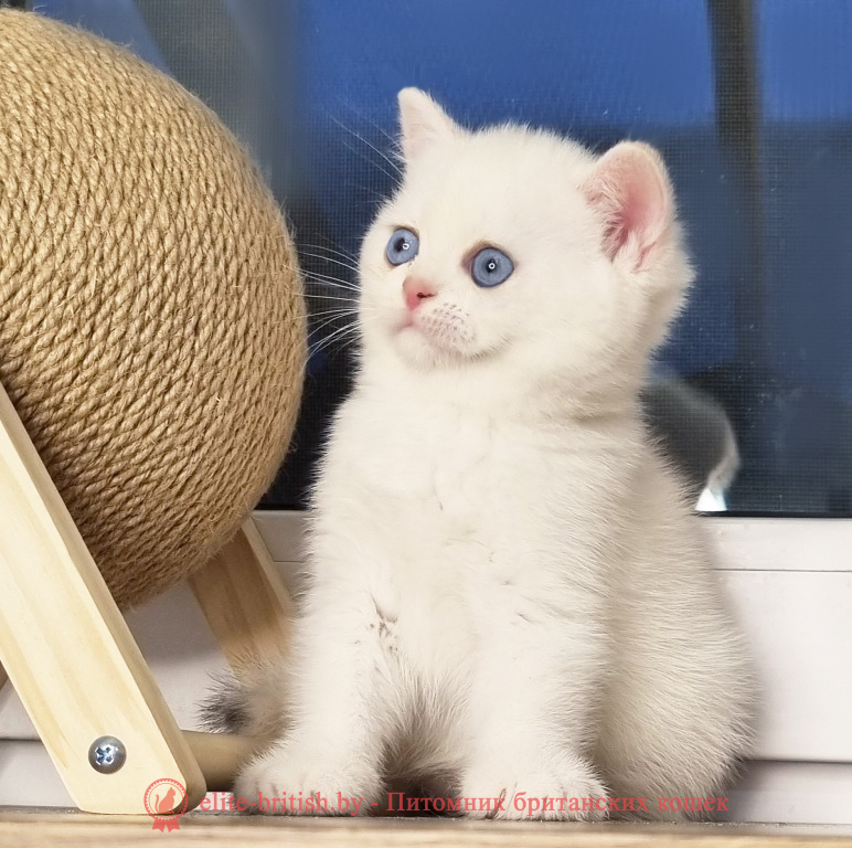 Британский котенок окраса золотая шиншилла пойнт, мальчик Alvin (Элвин), помет от 28.03.2025 британский кот шиншилла поинт, британец шиншилла поинт, британская кошка шиншилла пойнт, британский золотая шиншилла поинт, британские котята поинт, британские котята золотая шиншилла поинт, британские котята колор поинт, золотая шиншилла поинт британец, британцы золотая шиншилла поинт, британец поинт, британские котята сил поинт, британские кошки золотая шиншилла поинт, британские котята окраса золотая шиншилла поинт, британец золотая шиншилла поинт фото, британец колор поинт фото, британская кошка колор поинт фото, золотая шиншилла пойнт британские кошки, британские кошки колор пойнт, блю пойнт британские котята, блю пойнт британцы, колор пойнт британец, кот британский колор пойнт, британские котята колор пойнт