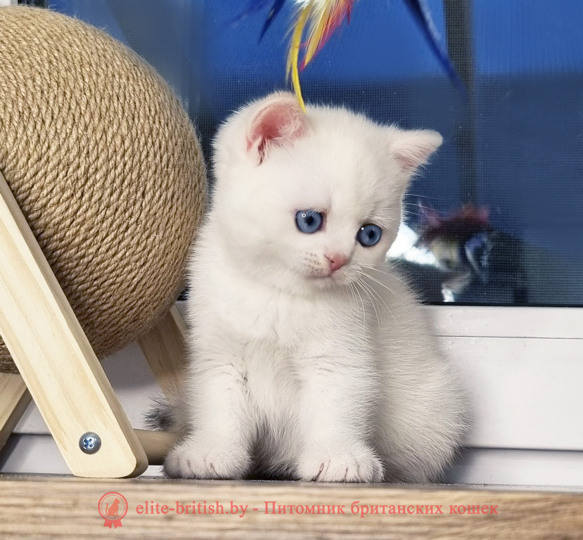 Британский котенок окраса золотая шиншилла пойнт, мальчик Alvin (Элвин), помет от 28.03.2025 британский кот шиншилла поинт, британец шиншилла поинт, британская кошка шиншилла пойнт, британский золотая шиншилла поинт, британские котята поинт, британские котята золотая шиншилла поинт, британские котята колор поинт, золотая шиншилла поинт британец, британцы золотая шиншилла поинт, британец поинт, британские котята сил поинт, британские кошки золотая шиншилла поинт, британские котята окраса золотая шиншилла поинт, британец золотая шиншилла поинт фото, британец колор поинт фото, британская кошка колор поинт фото, золотая шиншилла пойнт британские кошки, британские кошки колор пойнт, блю пойнт британские котята, блю пойнт британцы, колор пойнт британец, кот британский колор пойнт, британские котята колор пойнт