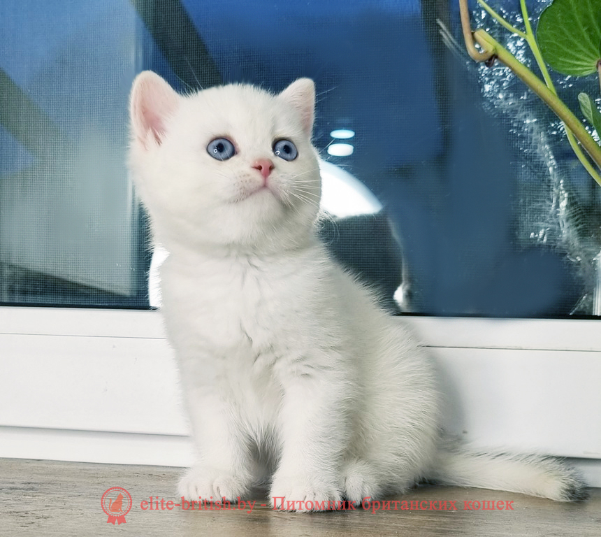 Британский котенок окраса золотая шиншилла пойнт, мальчик Alvin (Элвин), помет от 28.03.2025 британский кот шиншилла поинт, британец шиншилла поинт, британская кошка шиншилла пойнт, британский золотая шиншилла поинт, британские котята поинт, британские котята золотая шиншилла поинт, британские котята колор поинт, золотая шиншилла поинт британец, британцы золотая шиншилла поинт, британец поинт, британские котята сил поинт, британские кошки золотая шиншилла поинт, британские котята окраса золотая шиншилла поинт, британец золотая шиншилла поинт фото, британец колор поинт фото, британская кошка колор поинт фото, золотая шиншилла пойнт британские кошки, британские кошки колор пойнт, блю пойнт британские котята, блю пойнт британцы, колор пойнт британец, кот британский колор пойнт, британские котята колор пойнт