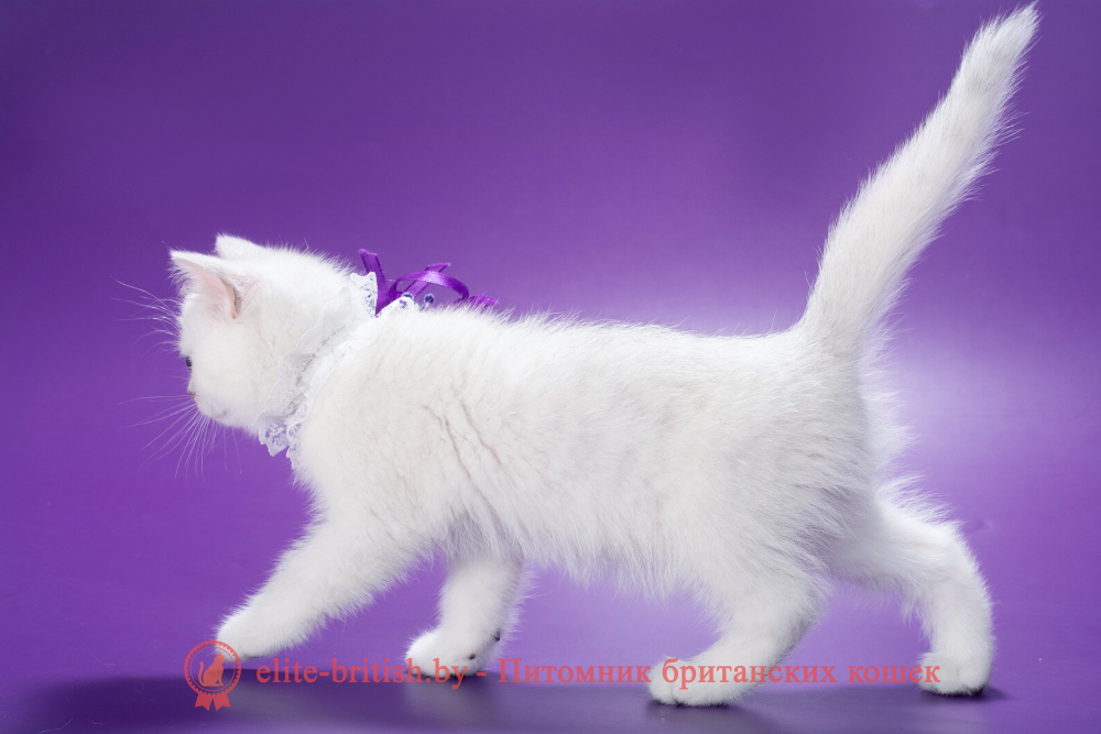 Британский котенок окраса серебристая шиншилла, девочка Lamia (Ламия), помет от 19.03.2025 британский кот серебристый, серебристый британец фото, серебристые британцы, британские серебристые котята, затушеванный британец, серебристый затушеванный британец, кошки британские серебристые, британская короткошерстная окраса серебро, британцы серебристая шиншилла, котята британские серебристые шиншиллы, британский кот серебристая шиншилла, британские кошки серебристая шиншилла, британская окрас серебристая шиншилла, затушеванный британец, серебристый затушеванный британец, кошки британские серебристые, британская короткошерстная окраса серебро, британская кошка тикированная, тикированный британец