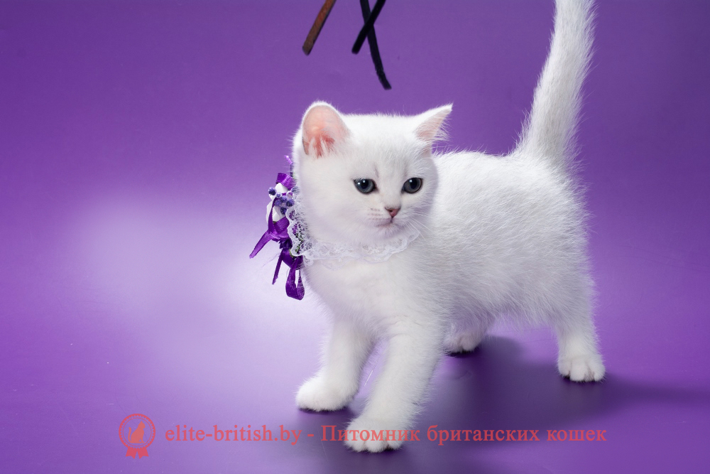 Британский котенок окраса серебристая шиншилла, девочка Lamia (Ламия), помет от 19.03.2025 британский кот серебристый, серебристый британец фото, серебристые британцы, британские серебристые котята, затушеванный британец, серебристый затушеванный британец, кошки британские серебристые, британская короткошерстная окраса серебро, британцы серебристая шиншилла, котята британские серебристые шиншиллы, британский кот серебристая шиншилла, британские кошки серебристая шиншилла, британская окрас серебристая шиншилла, затушеванный британец, серебристый затушеванный британец, кошки британские серебристые, британская короткошерстная окраса серебро, британская кошка тикированная, тикированный британец