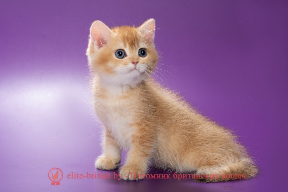 Британский котенок окраса золотая шиншилла, мальчик Michael (Майкл), помет от 19.03.2025 шоколадное золото, британский шоколадный золотой котенок, золотой британец, британская кошка золотая шиншилла, британский кот шиншилла золотая, золотой тикированный британец, британец золотая шиншилла, британец золотистый, котята британские окрас золотая шиншилла, британская кошка золотая шиншилла фото, британец окрас золотая шиншилла фото, британский золотой котенок, длинношерстная британская золотая кошка, британские котята золотая шиншилла, британский золотистый кот, кот золотой британец , британцы окрас золотой, британцы окрас золотая шиншилла, котята британцы золотая шиншилла, золотистые британские котята, британские котята золотого окраса, британцы золотая шиншилла фото, золотой окрас британских кошек, британцы золотого окраса, британские котята золотого окраса, британец окрас золотая шиншилла, британские котята окраса золотая шиншилла, британская короткошерстная окраса золото