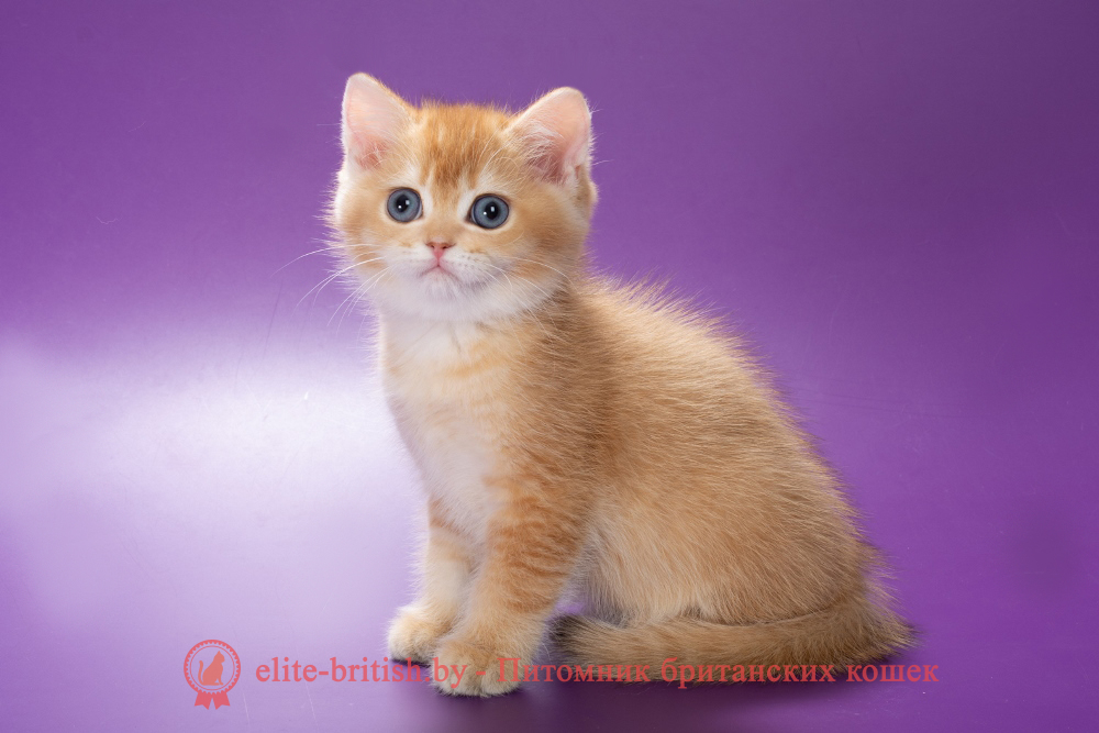 Британский котенок окраса золотая шиншилла, мальчик Michael (Майкл), помет от 19.03.2025 шоколадное золото, британский шоколадный золотой котенок, золотой британец, британская кошка золотая шиншилла, британский кот шиншилла золотая, золотой тикированный британец, британец золотая шиншилла, британец золотистый, котята британские окрас золотая шиншилла, британская кошка золотая шиншилла фото, британец окрас золотая шиншилла фото, британский золотой котенок, длинношерстная британская золотая кошка, британские котята золотая шиншилла, британский золотистый кот, кот золотой британец , британцы окрас золотой, британцы окрас золотая шиншилла, котята британцы золотая шиншилла, золотистые британские котята, британские котята золотого окраса, британцы золотая шиншилла фото, золотой окрас британских кошек, британцы золотого окраса, британские котята золотого окраса, британец окрас золотая шиншилла, британские котята окраса золотая шиншилла, британская короткошерстная окраса золото