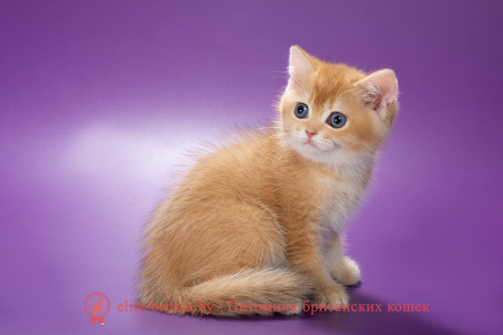 Британский котенок окраса золотая шиншилла, мальчик Michael (Майкл), помет от 19.03.2025 шоколадное золото, британский шоколадный золотой котенок, золотой британец, британская кошка золотая шиншилла, британский кот шиншилла золотая, золотой тикированный британец, британец золотая шиншилла, британец золотистый, котята британские окрас золотая шиншилла, британская кошка золотая шиншилла фото, британец окрас золотая шиншилла фото, британский золотой котенок, длинношерстная британская золотая кошка, британские котята золотая шиншилла, британский золотистый кот, кот золотой британец , британцы окрас золотой, британцы окрас золотая шиншилла, котята британцы золотая шиншилла, золотистые британские котята, британские котята золотого окраса, британцы золотая шиншилла фото, золотой окрас британских кошек, британцы золотого окраса, британские котята золотого окраса, британец окрас золотая шиншилла, британские котята окраса золотая шиншилла, британская короткошерстная окраса золото
