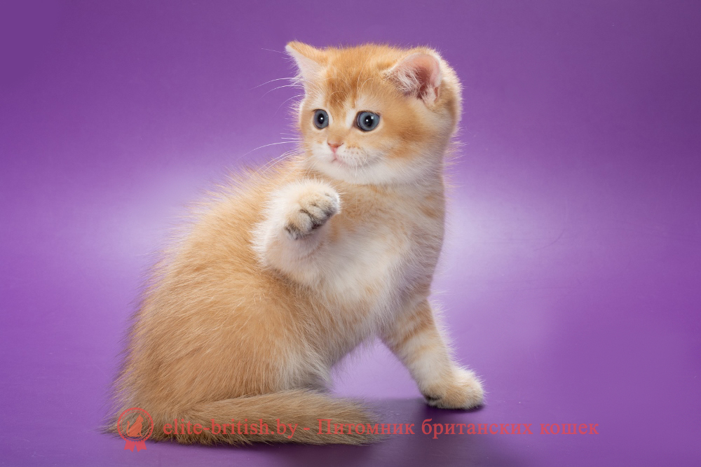 Британский котенок окраса золотая шиншилла, мальчик Michael (Майкл), помет от 19.03.2025 шоколадное золото, британский шоколадный золотой котенок, золотой британец, британская кошка золотая шиншилла, британский кот шиншилла золотая, золотой тикированный британец, британец золотая шиншилла, британец золотистый, котята британские окрас золотая шиншилла, британская кошка золотая шиншилла фото, британец окрас золотая шиншилла фото, британский золотой котенок, длинношерстная британская золотая кошка, британские котята золотая шиншилла, британский золотистый кот, кот золотой британец , британцы окрас золотой, британцы окрас золотая шиншилла, котята британцы золотая шиншилла, золотистые британские котята, британские котята золотого окраса, британцы золотая шиншилла фото, золотой окрас британских кошек, британцы золотого окраса, британские котята золотого окраса, британец окрас золотая шиншилла, британские котята окраса золотая шиншилла, британская короткошерстная окраса золото