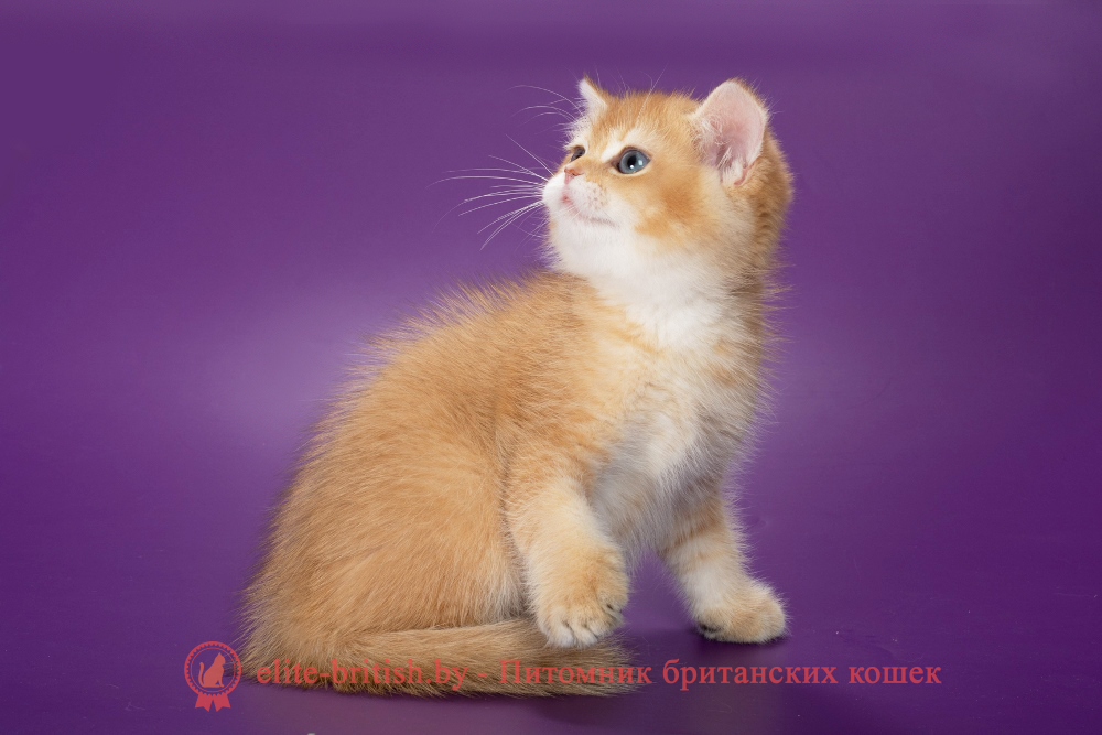 Британский котенок окраса золотая шиншилла, мальчик Michael (Майкл), помет от 19.03.2025 шоколадное золото, британский шоколадный золотой котенок, золотой британец, британская кошка золотая шиншилла, британский кот шиншилла золотая, золотой тикированный британец, британец золотая шиншилла, британец золотистый, котята британские окрас золотая шиншилла, британская кошка золотая шиншилла фото, британец окрас золотая шиншилла фото, британский золотой котенок, длинношерстная британская золотая кошка, британские котята золотая шиншилла, британский золотистый кот, кот золотой британец , британцы окрас золотой, британцы окрас золотая шиншилла, котята британцы золотая шиншилла, золотистые британские котята, британские котята золотого окраса, британцы золотая шиншилла фото, золотой окрас британских кошек, британцы золотого окраса, британские котята золотого окраса, британец окрас золотая шиншилла, британские котята окраса золотая шиншилла, британская короткошерстная окраса золото