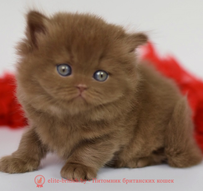купить британского котенка, купить британца, циннамон британская кошка, кот британский циннамон , британский котенок циннамон , шоколадный ван британец, циннамон британец, британские котята циннамон фото, британцы циннамон фото, циннамон британская кошка, кот британский циннамон, британский котенок , циннамон британец, британец, британские котята фото, британцы фото
