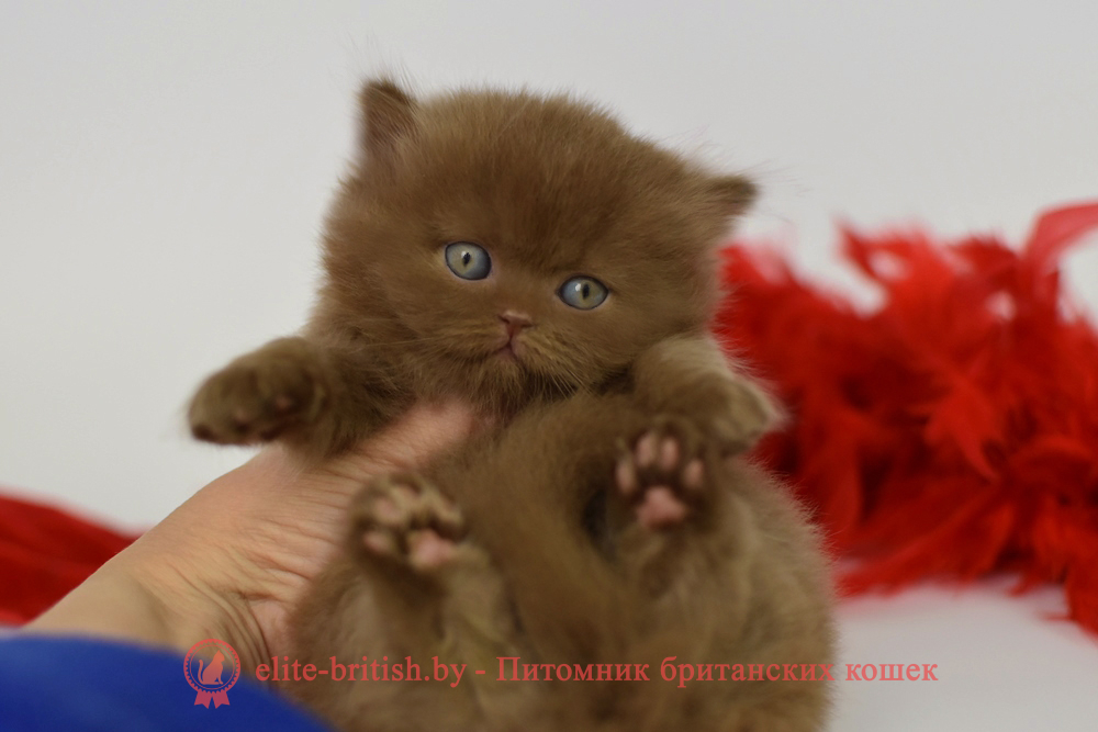 Британский котенок циннамон окраса, девочка Juliet (Джульетта), помет от 28.03.2025 купить британского котенка, купить британца, циннамон британская кошка, кот британский циннамон , британский котенок циннамон , шоколадный ван британец, циннамон британец, британские котята циннамон фото, британцы циннамон фото, циннамон британская кошка, кот британский циннамон, британский котенок , циннамон британец, британец, британские котята фото, британцы фото