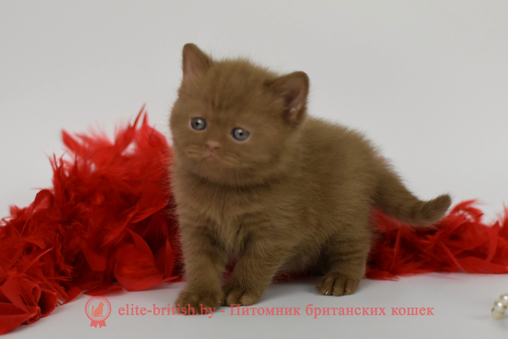 Британский котенок циннамон окраса, девочка Kitti (Китти), помет от 2.04.2025 купить британского котенка, купить британца, циннамон британская кошка, кот британский циннамон , британский котенок циннамон , шоколадный ван британец, циннамон британец, британские котята циннамон фото, британцы циннамон фото, циннамон британская кошка, кот британский циннамон, британский котенок , циннамон британец, британец, британские котята фото, британцы фото